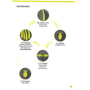 Poradnik - WSZYstko o wszawicy