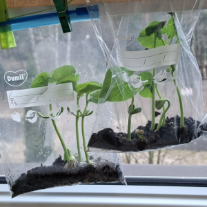 W naszym ogródeczku- zajęcia przyrodniczo- doświadczalne w gr. Dinusie